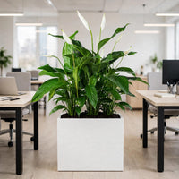 Office Divider Plants – 3x Peace Lily in Tall White GRP Pot –– Low Maintenance Indoor Plants UAE