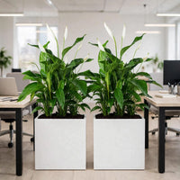 Office Divider Plants – 3x Peace Lily in Tall White GRP Pot –– Low Maintenance Indoor Plants UAE
