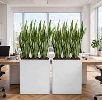 Snake Plant Instant Divider in White GRP Pot – Office/Home Privacy Screen