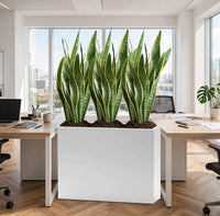 Snake Plant Instant Divider in White GRP Pot – Office/Home Privacy Screen