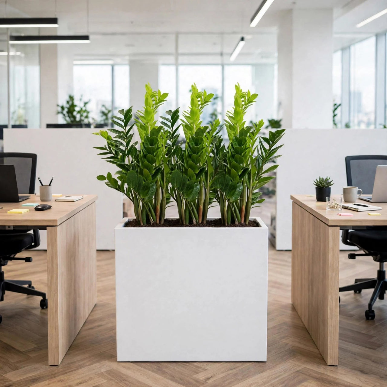 ZZ Plant Office Divider - 4 Plants in Tall White GRP Pot - Instant Privacy Partition