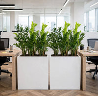 ZZ Plant Office Divider - 4 Plants in Tall White GRP Pot - Instant Privacy Partition