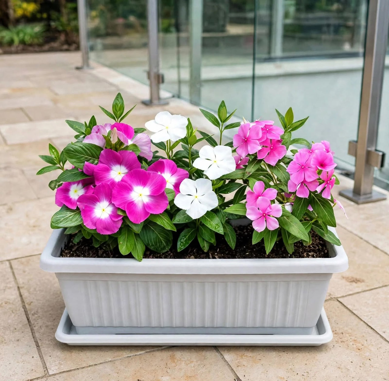 Vinca Mix Bundle - Planter | Mixed Vinca Flower Colours 5-12cm | UAE Homes/Gardens