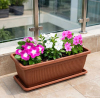 Vinca Mix Bundle - Planter | Mixed Vinca Flower Colours 5-12cm | UAE Homes/Gardens