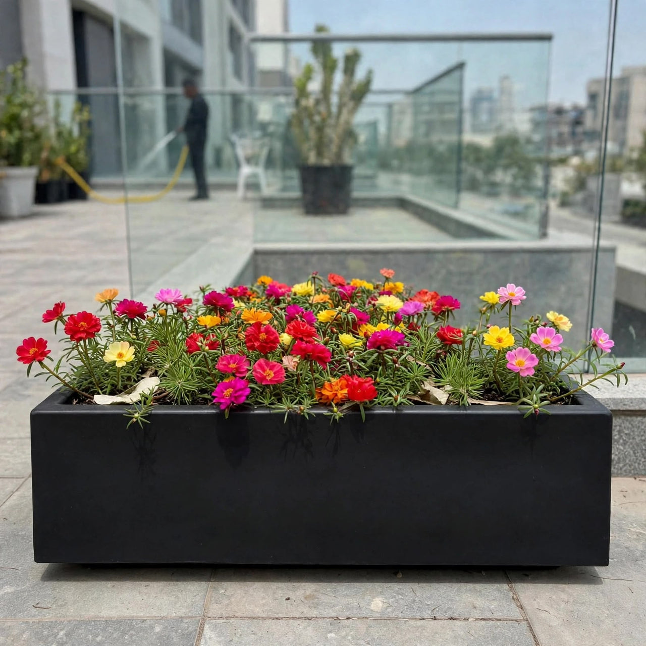 Portulaca Grandiflora Rose Moss Mix (5–12cm) in GRP Planter | Mixed Colour Outdoor Flowers Dubai UAE