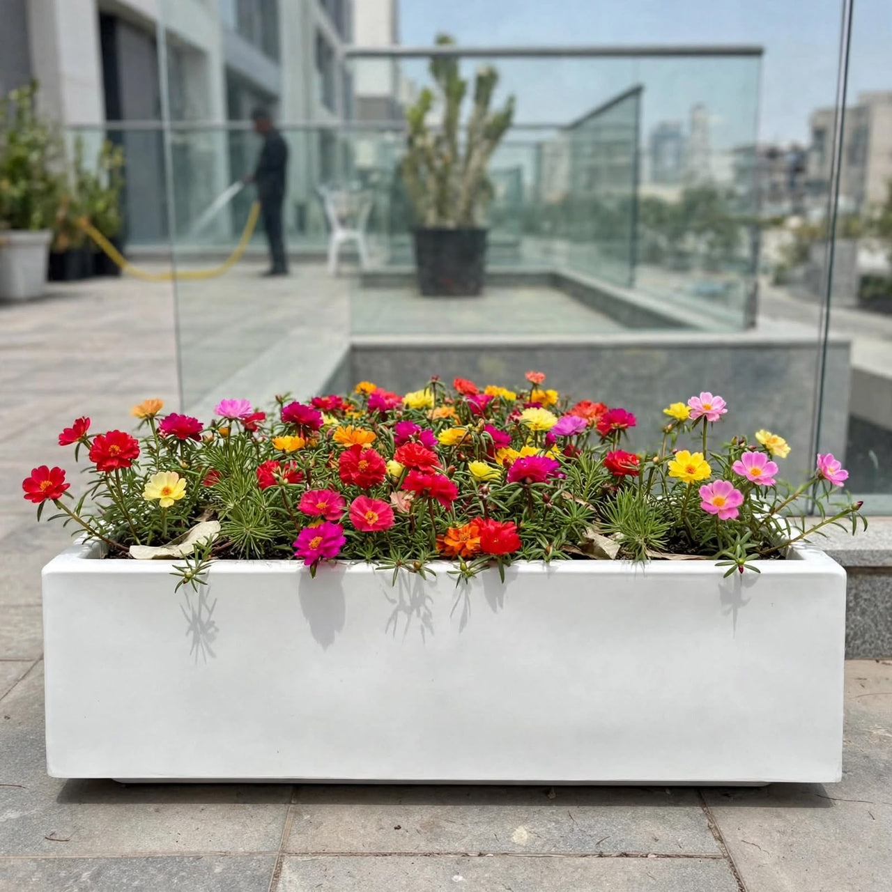 Portulaca Grandiflora Rose Moss Mix (5–12cm) in GRP Planter | Mixed Colour Outdoor Flowers Dubai UAE