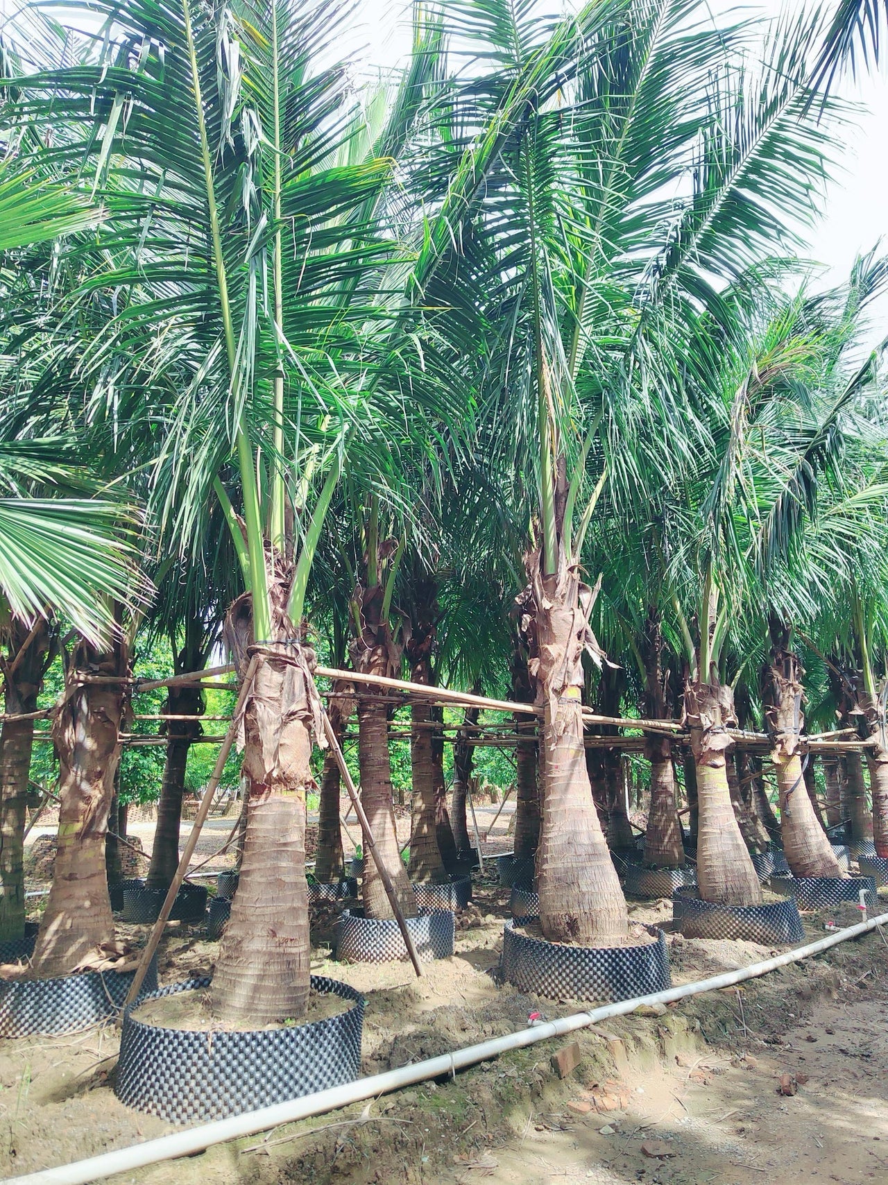 Cocos Nucifera - Coconut Palm