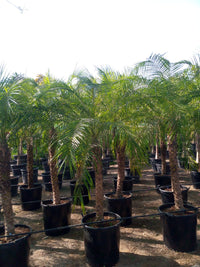 Phoenix Roebelenii Palm