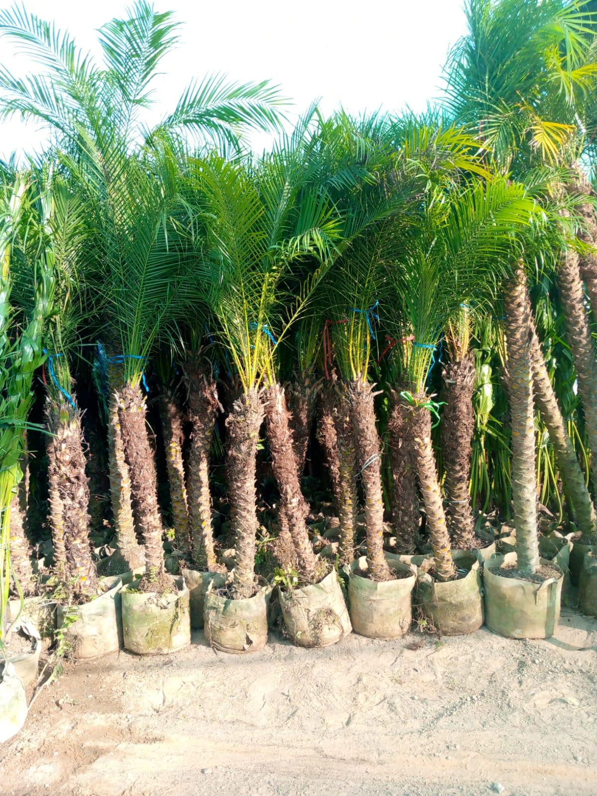 Phoenix Roebelenii Palm