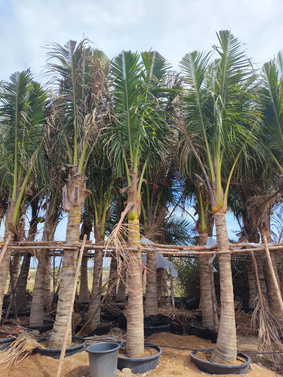 Cocos Nucifera - Coconut Palm
