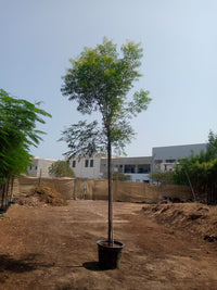 Azadirachta Indica – Neem Tree