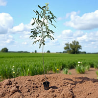 Albizia lebbeck - Lebbek Tree - Frywood