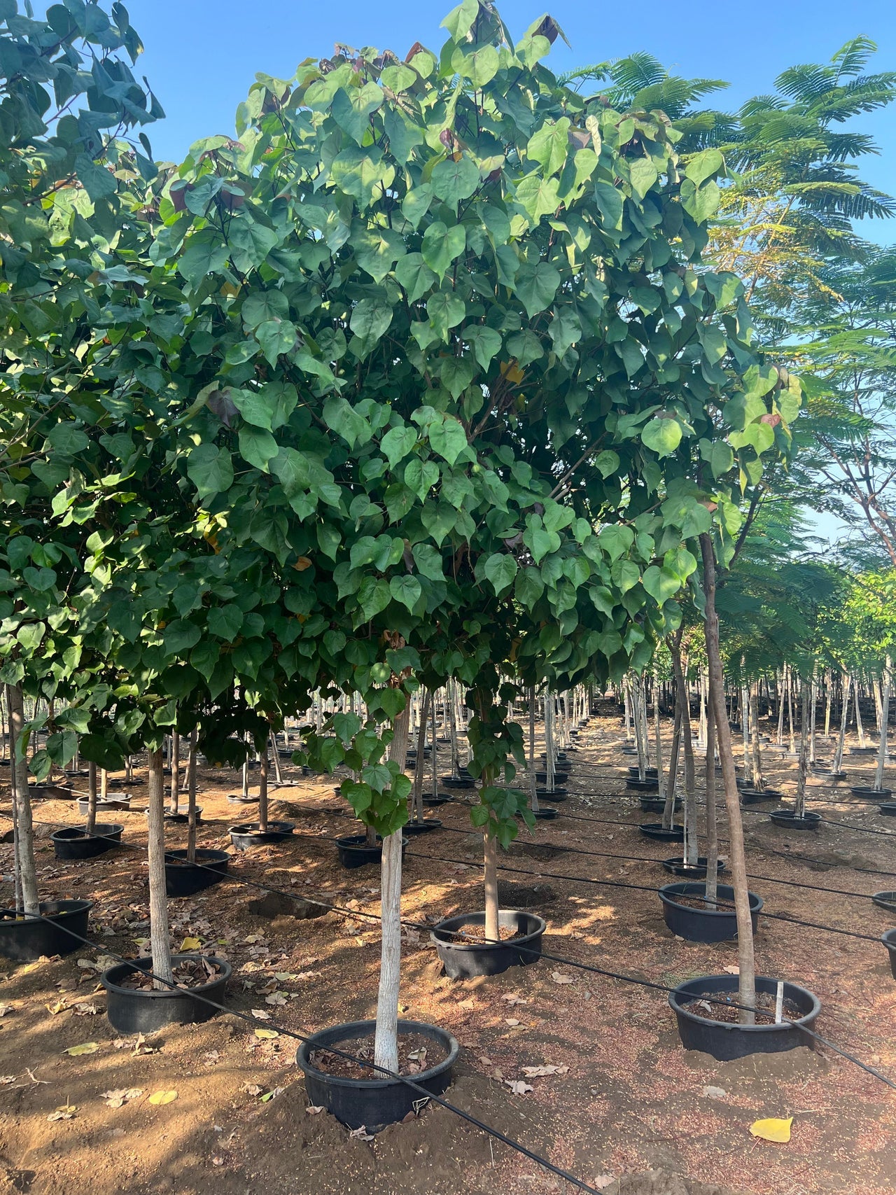 Hibiscus tiliaceus - Beach Hibiscus