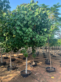 Hibiscus tiliaceus - Beach Hibiscus