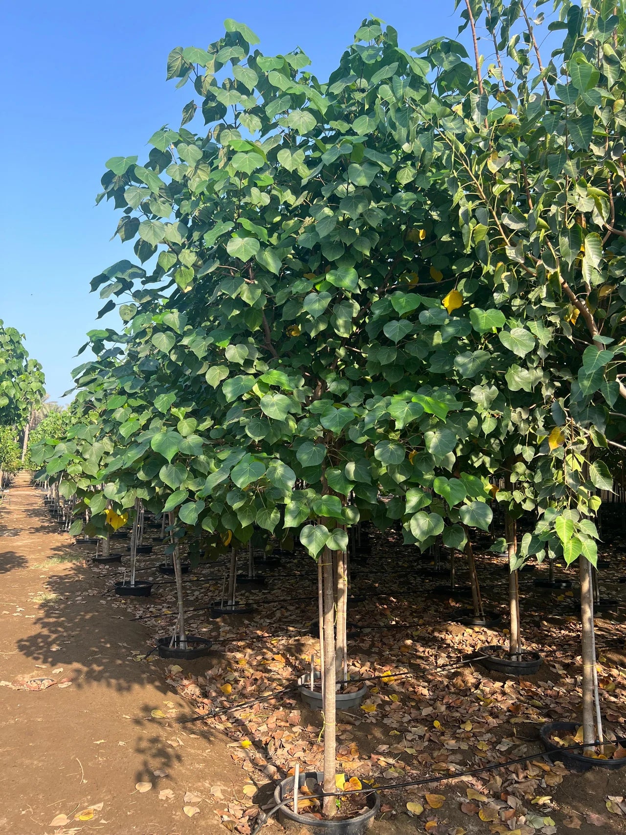 Hibiscus tiliaceus - Beach Hibiscus
