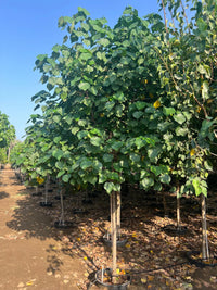 Hibiscus tiliaceus - Beach Hibiscus