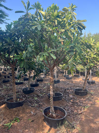 Plumeria Obtusa - Frangipani