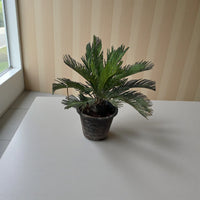 Cycas Revoluta - Sago Palm