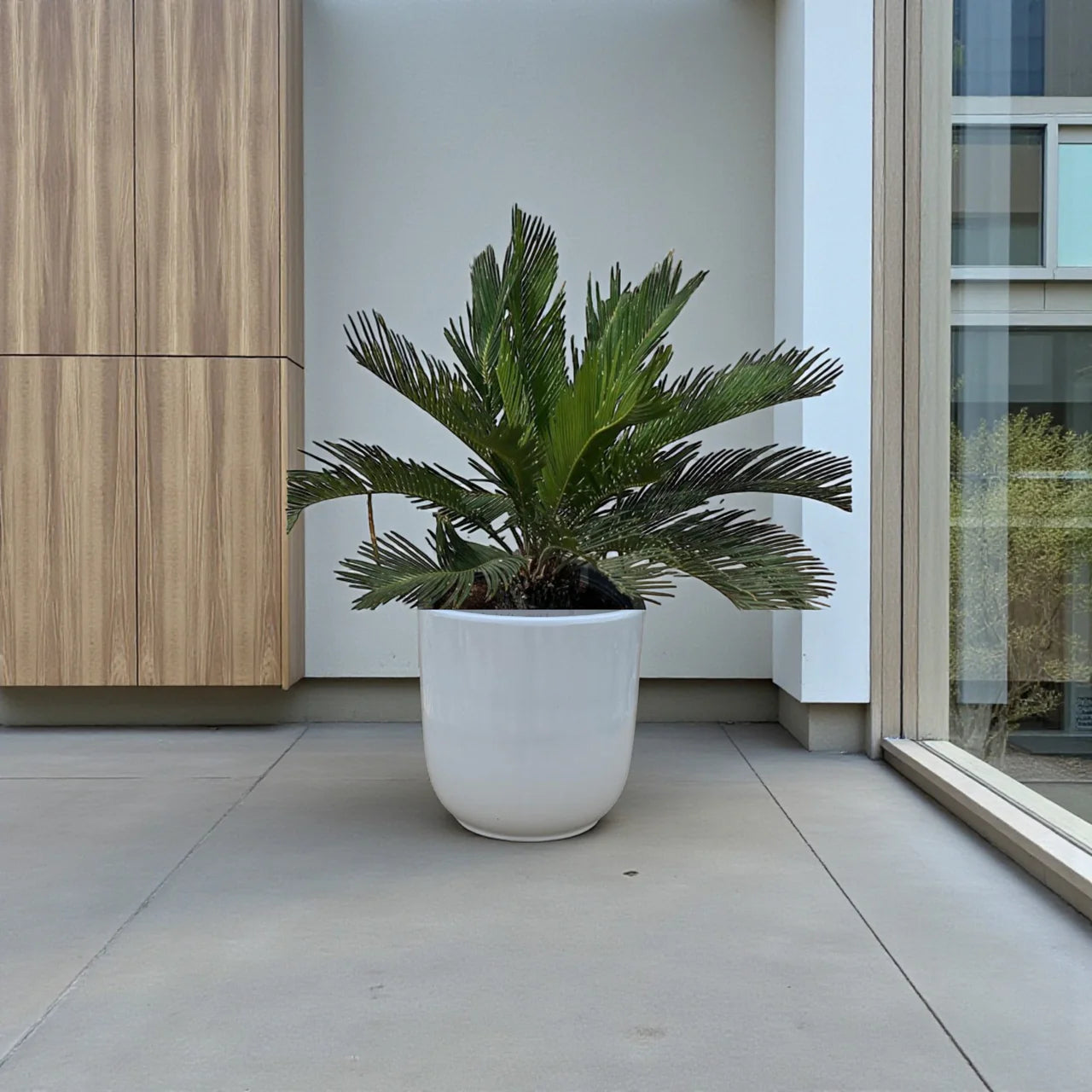 Cycas Revoluta - Sago Palm