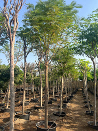 Delonix Regia - Flame Tree