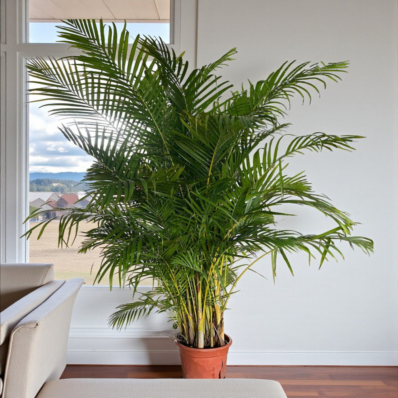 Areca Palm (Chrysalidocarpus Lutescens)