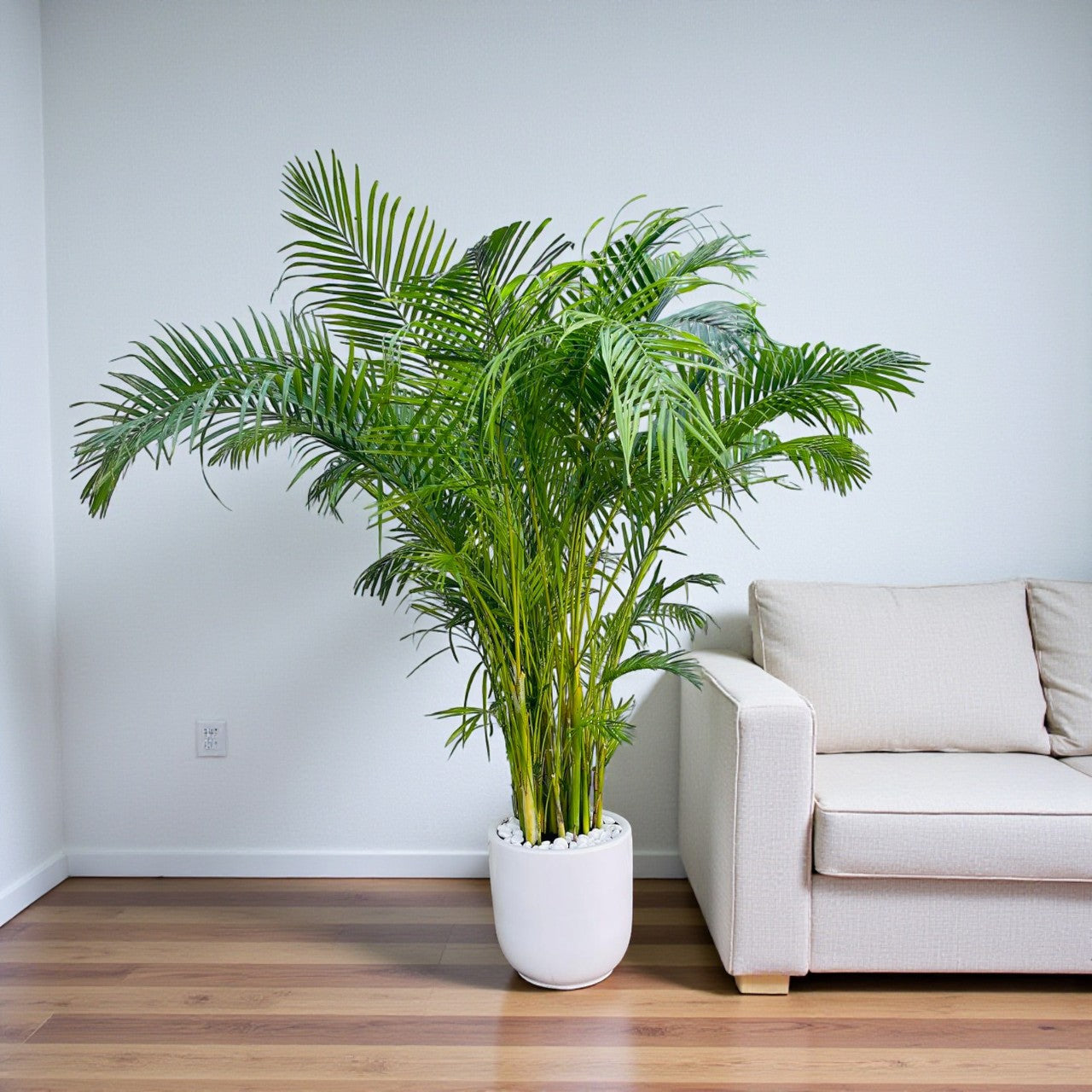 Areca Palm (Chrysalidocarpus Lutescens)