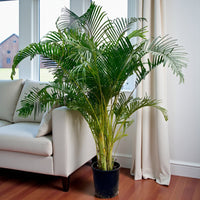 Areca Palm (Chrysalidocarpus Lutescens)