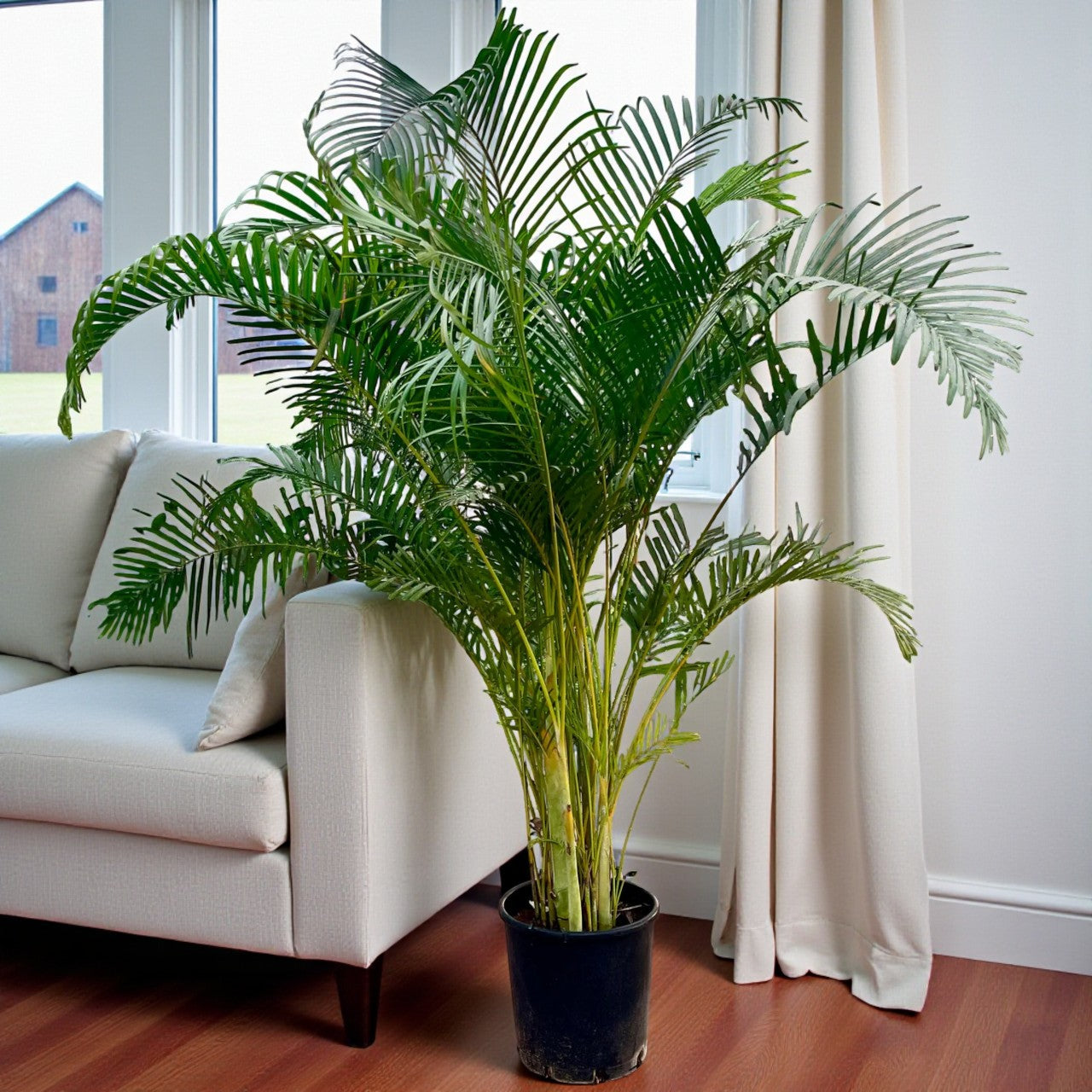 Areca Palm (Chrysalidocarpus Lutescens)