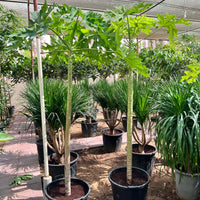 Papaya Carica - Papaya Tree