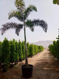 Wodyetia Bifurcata - Foxtail Palm