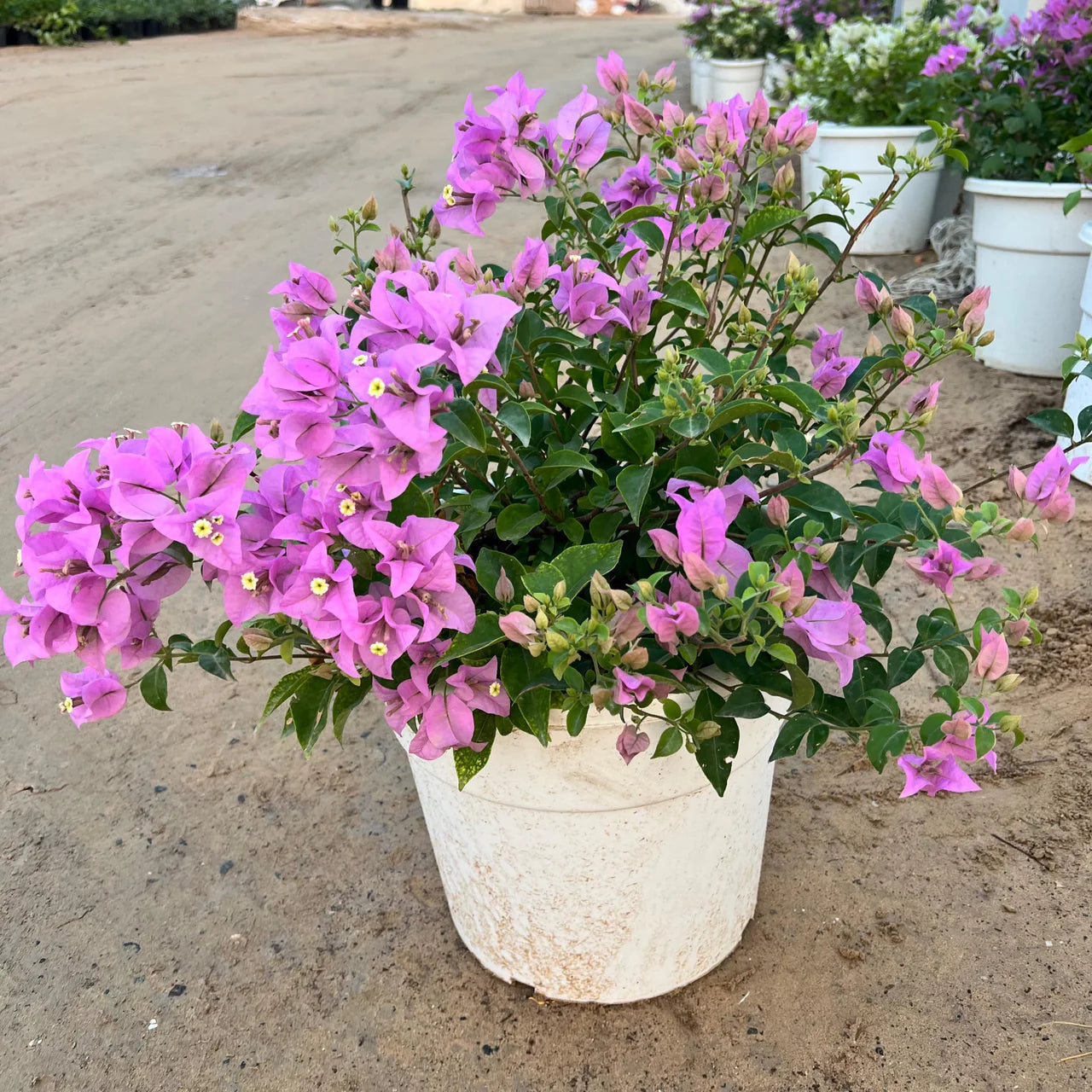 Bougainvillea alexandra "Purple-Paper Flower"