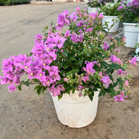 Bougainvillea alexandra 