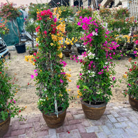 Bougainvillea Cone-Shaped