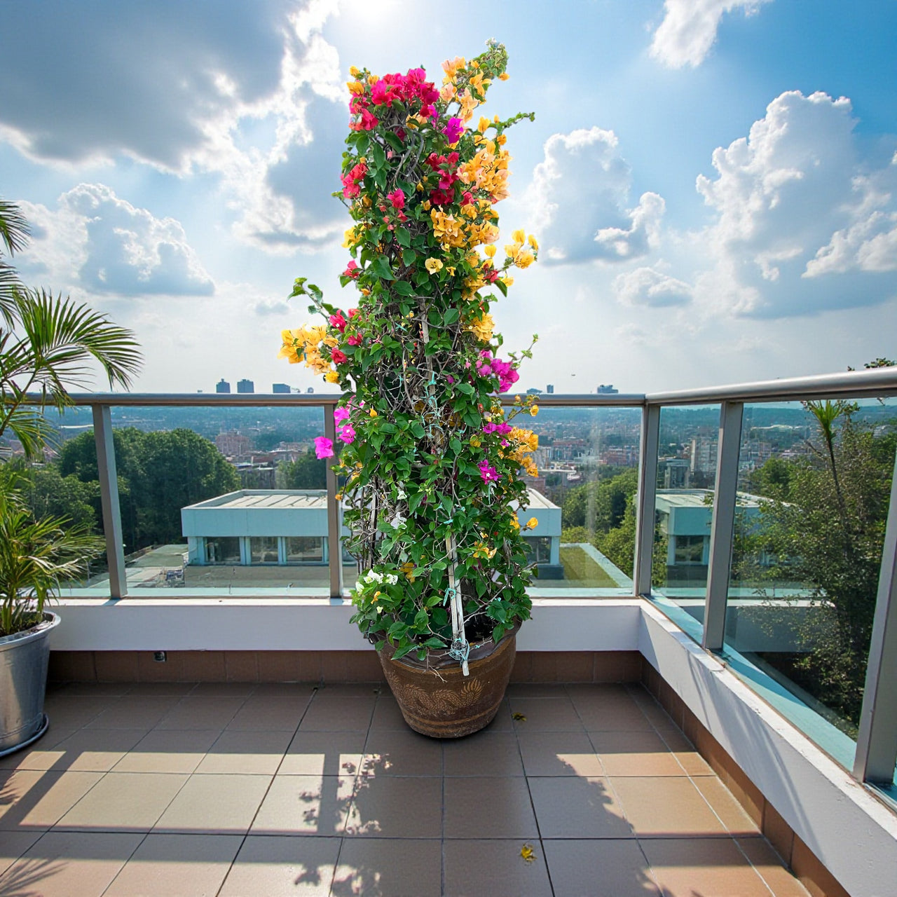 Bougainvillea Cone-Shaped