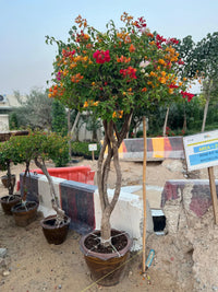 Bougainvillea Single Head