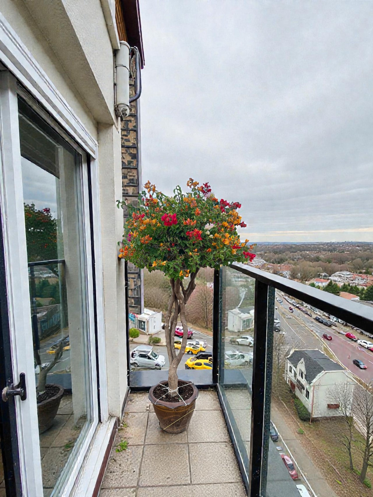 Bougainvillea Single Head