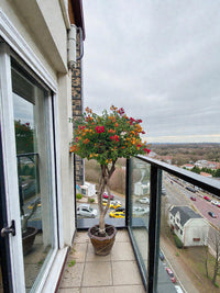 Bougainvillea Single Head