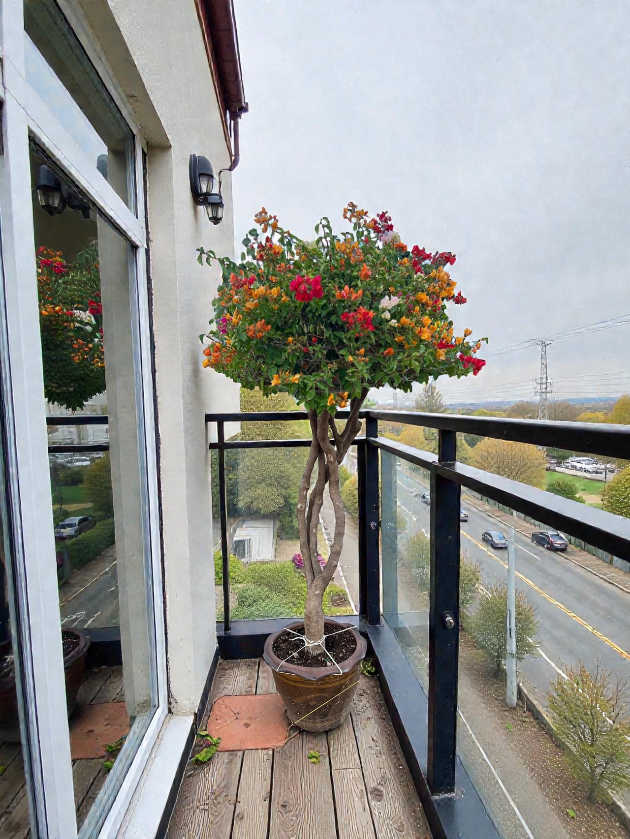 Bougainvillea Single Head