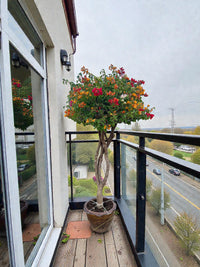 Bougainvillea Single Head