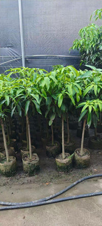 Mango Tree – Mangifera Indica – King of Fruits