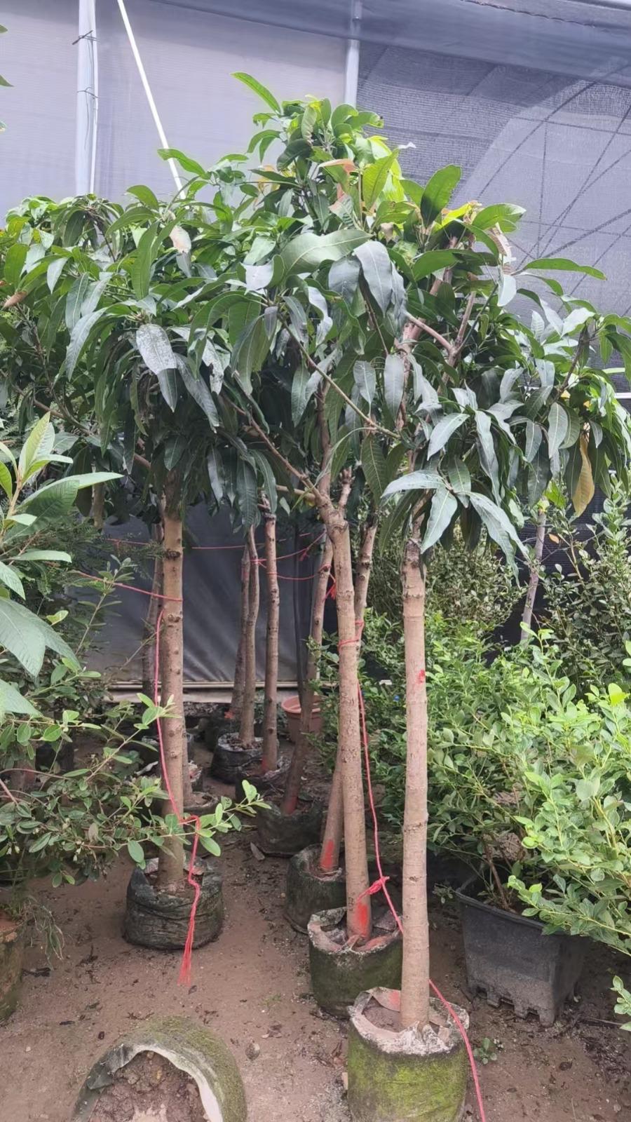 Mango Tree – Mangifera Indica – King of Fruits
