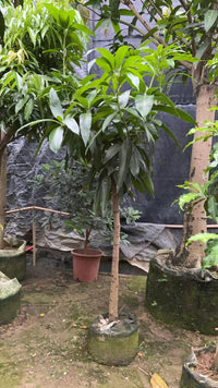 Mango Tree – Mangifera Indica – King of Fruits