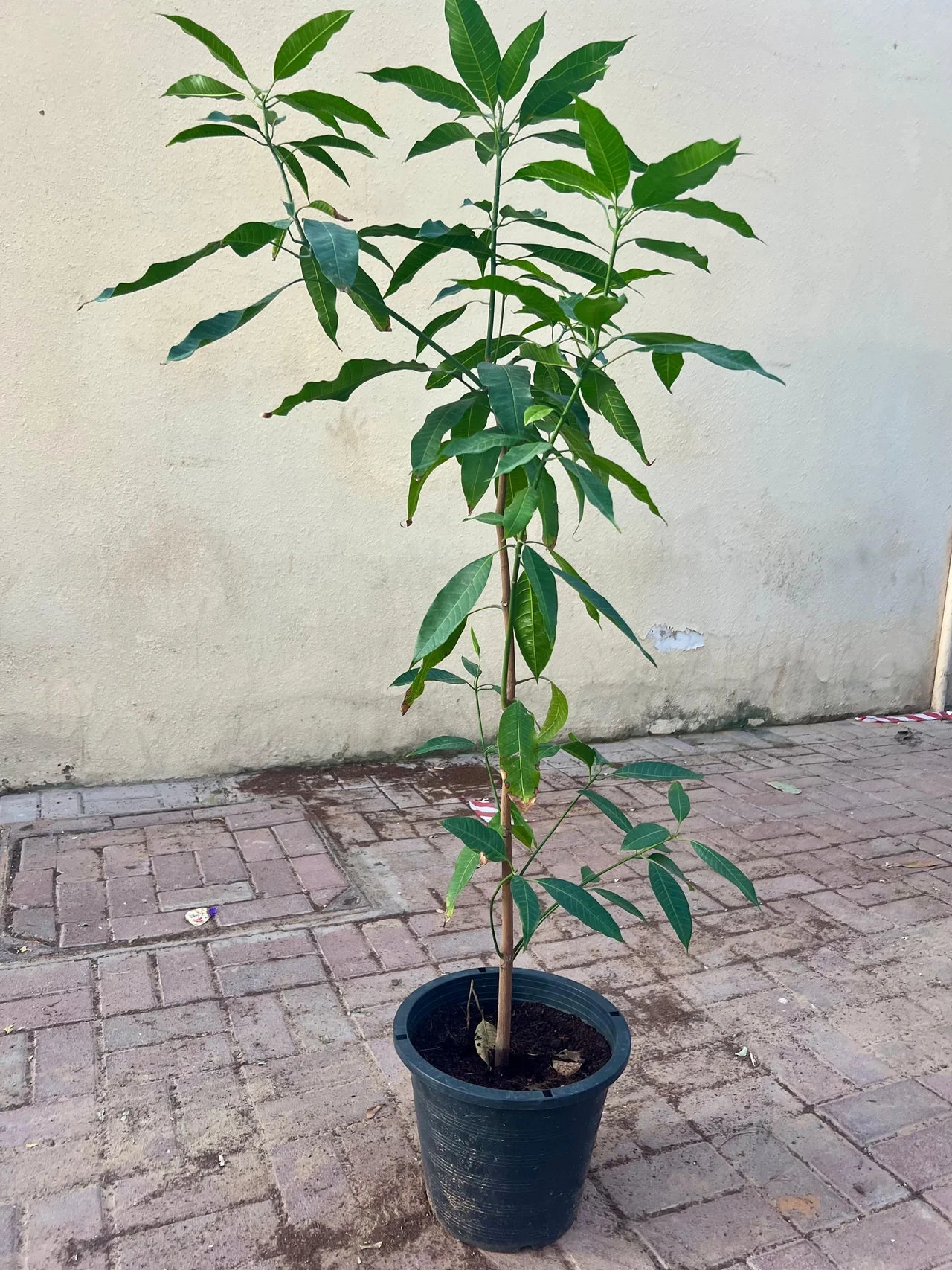 Mango Tree – Mangifera Indica – King of Fruits