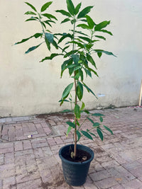 Mango Tree – Mangifera Indica – King of Fruits