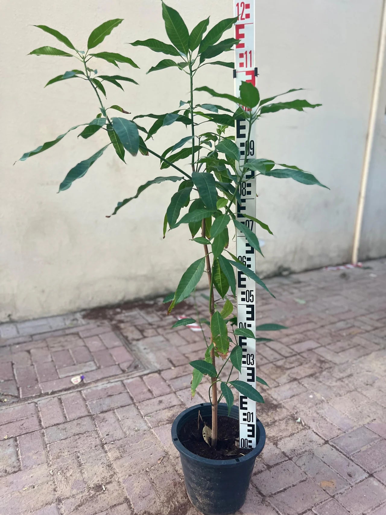 Mango Tree – Mangifera Indica – King of Fruits