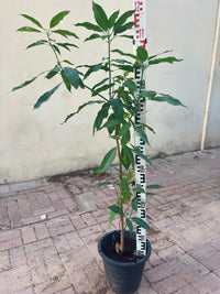 Mango Tree – Mangifera Indica – King of Fruits