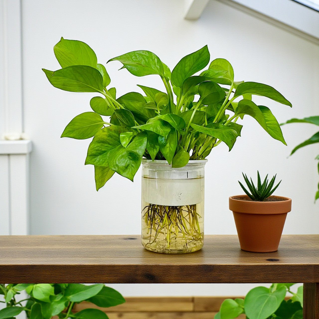 Hydroponic Money Plant
