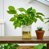 Hydroponic Money Plant