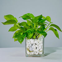 Hydroponic Money Plant