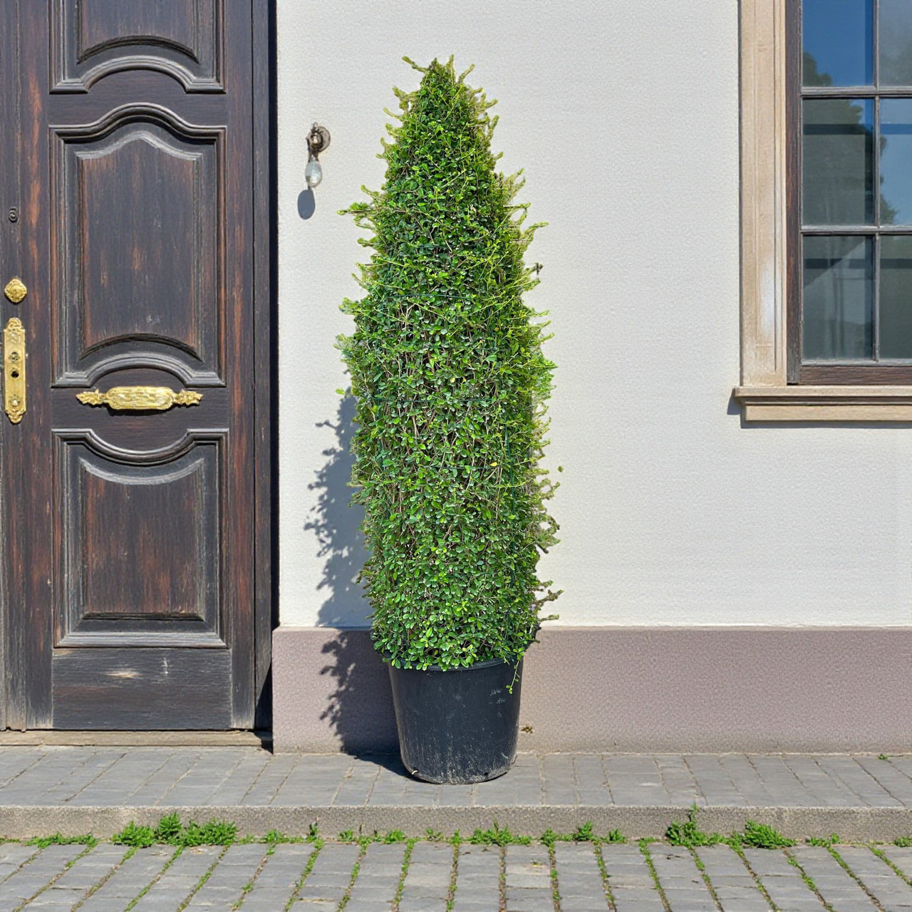 Ehretia Cone Shape - Ehretia Microphylla - Fukien Tea